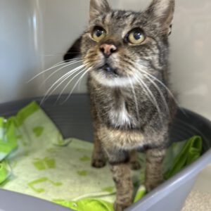 Senior Grobi ( Der Schmuser )