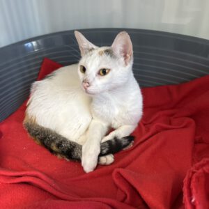 Simone ( Die Stolze )