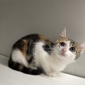 Matilda