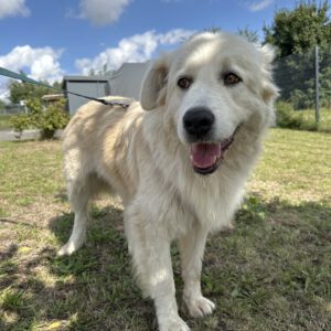 Cora ( die Liebenswerte )