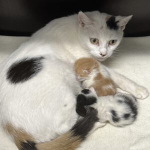 Luise und ihre 2 Kitten ( geb.19.08.2026 )