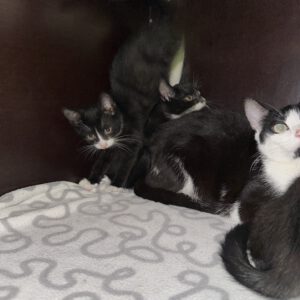 Katzenmama Antonia mit ihren 4 Kitten ( geb. ca 15.05.2026 )