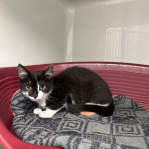 Katzenkind Milou