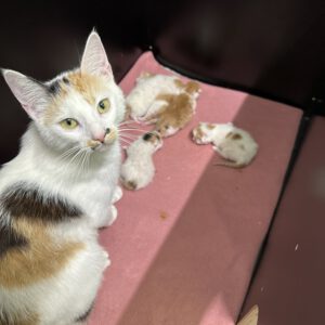 Katzenmama Leia mit ihren 5 Kitten ( geb. am 01.08.2026 )