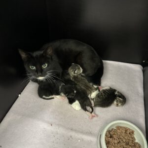 Katzenmama Lucy und ihre 4 Kitten ( geb. am 31.07.2026 )