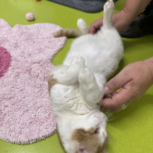 Simba der Schmuser