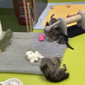 Kimi und ihre 6 Kitten ( geb.am 06.07.2026 )
