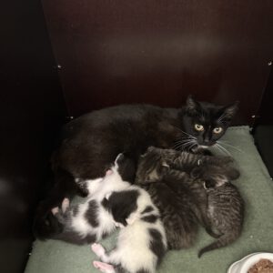 Katzenmama Stella und ihre 6 Kitten ( geb.23.07.2026 )