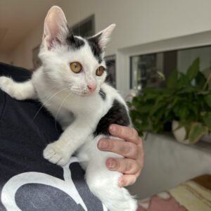 Der kleine Moritz