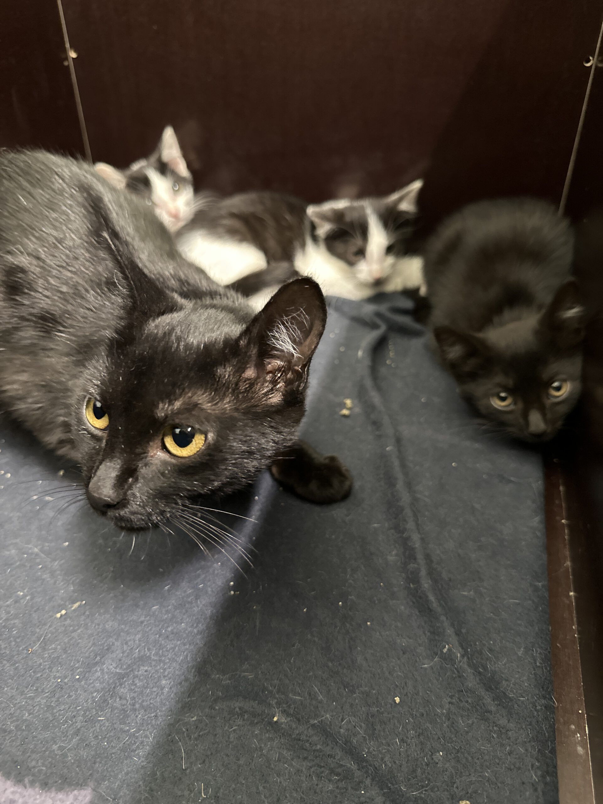 Katzenmama Agnes mit Amanda Amelie und Anna