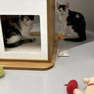 Kitten Inge und  Ingeborg ( geb. ca Mai 2026 )
