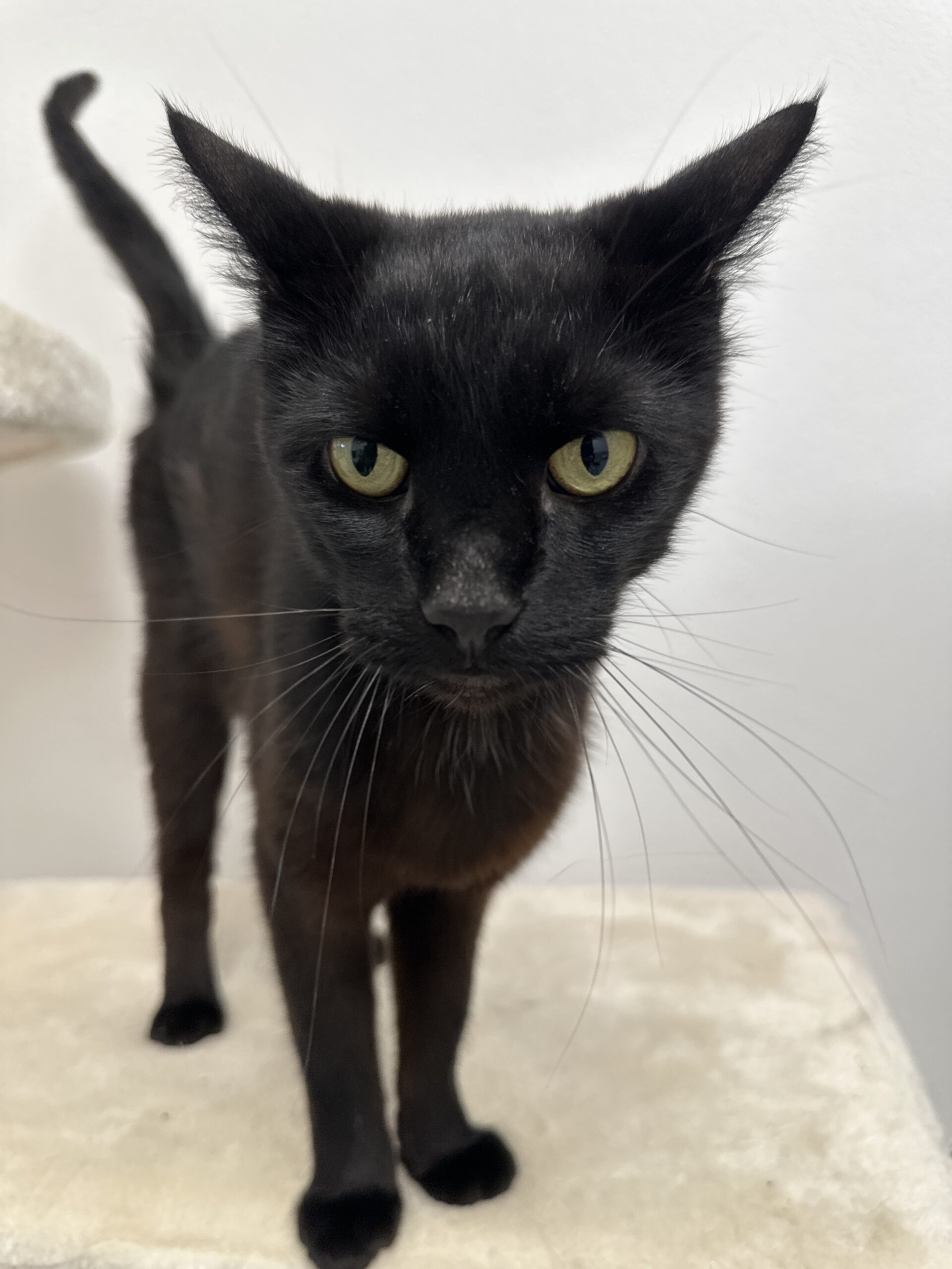 Biggi (  der Schmuse Kater )