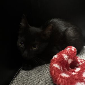 Katzenkind Amanda
