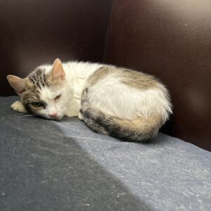 Luna ( Sie ist die Mutter von Chilli, Saddy und Saphira )