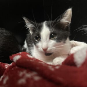 Katzenkind Anna