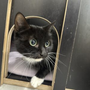 Katzenmama Lucy
