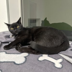 Die hübsche schwarze Agnes