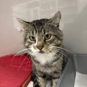 Kojak der große staatliche Kater