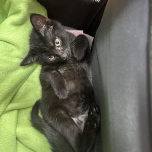 Selma die kleine Kämpferin
