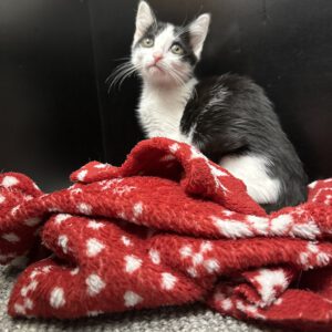 Katzenkind Amelie