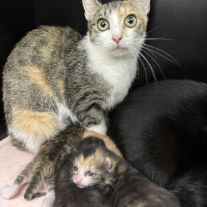 Mama Hella mit ihren 4 Kitten ( geb. am 20.09.2026 )