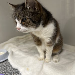 Katzen Oma Ruth  ( ca 14 Jahre )