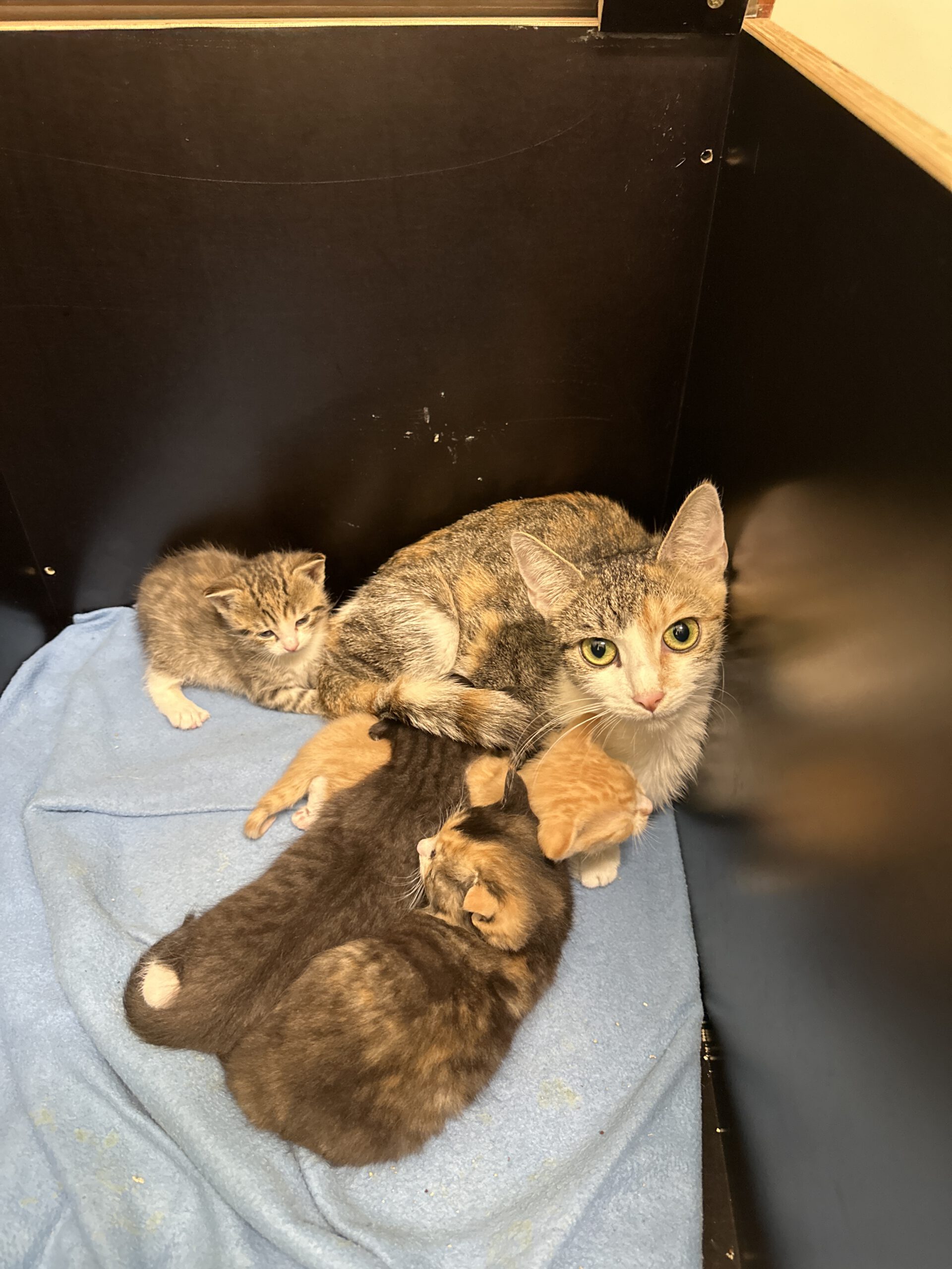 Mama Hella mit ihren 4 Kitten ( geb. am 20.09.2026 )