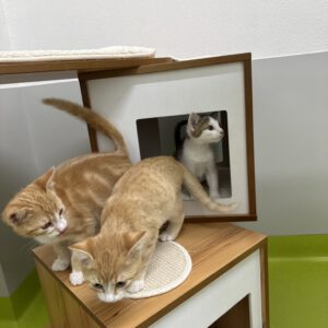 Katzenkinder Pippi, Peter und Susi