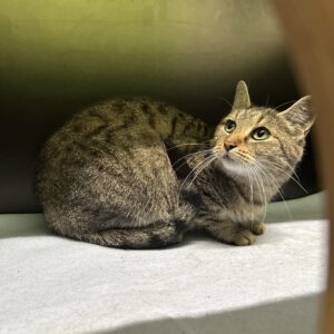 Gloria ( Katzenmutter von Gustav, Grace und Gina )