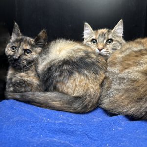 Grace und Gina ( Schwestern)